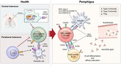 Understanding CD4+ T cells in autoimmune bullous diseases